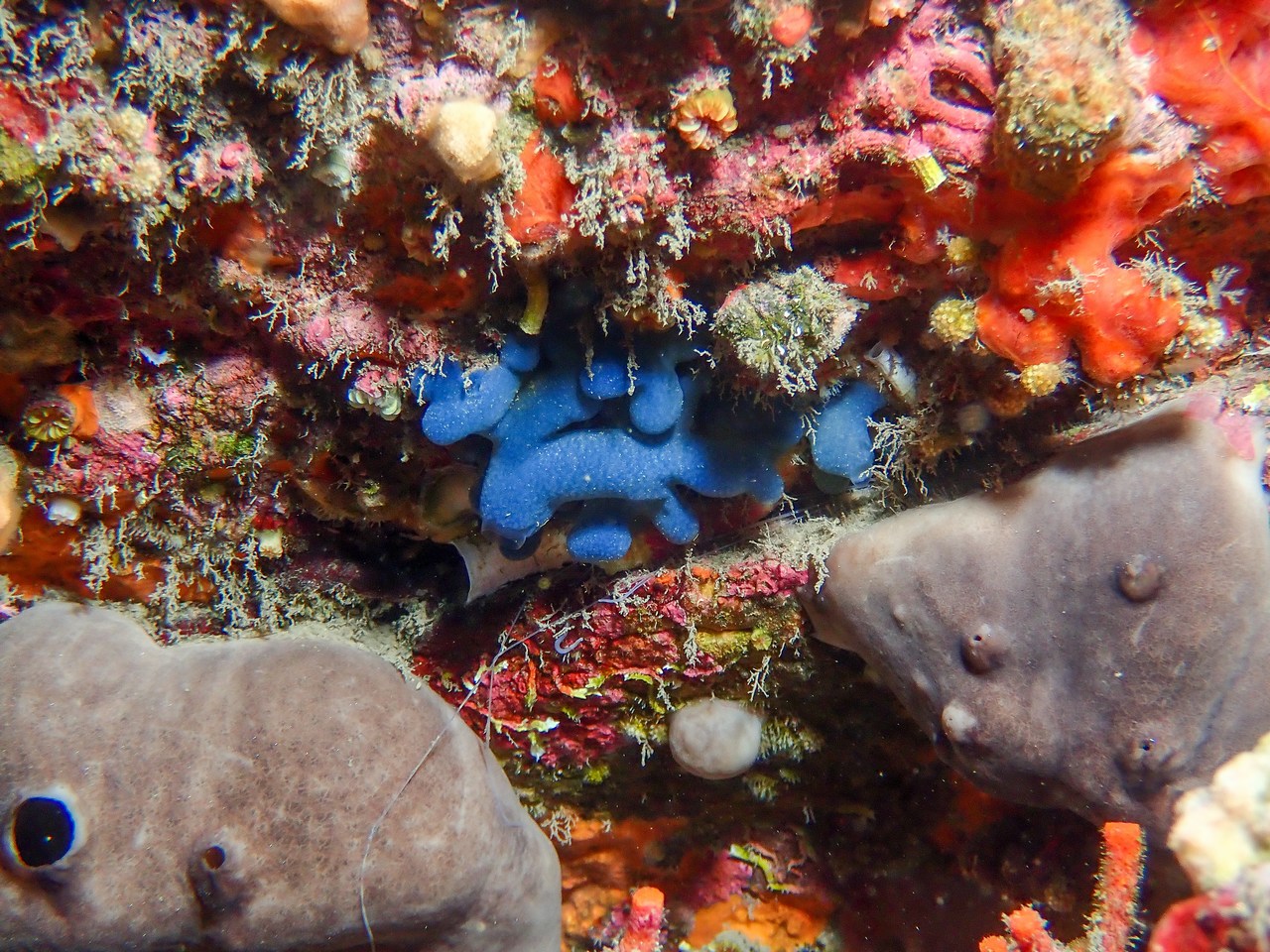Oscarella lobularis